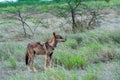 Indian Gray Wolf a grassland animal Royalty Free Stock Photo