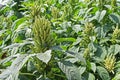 Indian Green Amaranth Cultivation