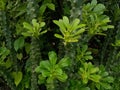 Indian green cactus plant Euphorbia ingens