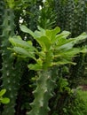 Indian green cactus plant Euphorbia ingens Royalty Free Stock Photo