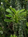 Indian green cactus plant Euphorbia ingens Royalty Free Stock Photo