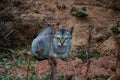 Indian Green Cat Royalty Free Stock Photo