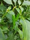 Indian green chilly plant Royalty Free Stock Photo