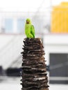 Indian Green Color Ring neck Parakeet Parrot sitting top of the dried coconut tree on sky background