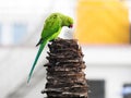 Indian Green Color Ring neck Parakeet Parrot sitting top of the dried coconut tree on sky background