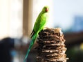 Indian Green Color Ring neck Parakeet Parrot sitting top of the dried coconut tree on sky background