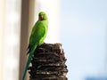 Indian Green Color Ring neck Parakeet Parrot sitting top of the dried coconut tree on sky background