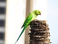 Indian Green Color Ring neck Parakeet Parrot sitting top of the dried coconut tree on sky background