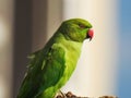 Indian Green Color Ring neck Parakeet Parrot sitting top of the dried coconut tree on sky background