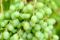 Indian green grapes Royalty Free Stock Photo