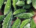 Indian green karela or bitter melon close up Royalty Free Stock Photo