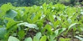 Indian Green leaf of radish