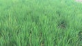 Indian green paddy field (close view) Royalty Free Stock Photo