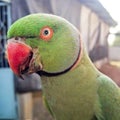 Indian green parrot Royalty Free Stock Photo