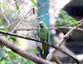 Indian Green Parrot Royalty Free Stock Photo
