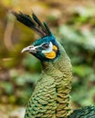 Head shot of magnificient Indian Green Peacock, Pavo muticus.