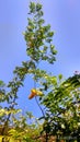 Indian green tree picks of sky Royalty Free Stock Photo