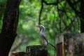 Indian grey hornbill Ocyceros birostris in the garden