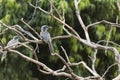 Indian Grey Hornbill Ocyceros birostris in Nathdwara, Rajasthan, India Royalty Free Stock Photo