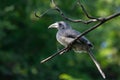 Indian Grey Hornbill Ocyceros birostris perching on the tree branch