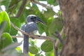 Indian Grey Hornbill perching on Fig Tree
