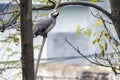 Indian Grey Hornbill on a Tree Branch