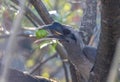 An Indian Grey Hornbills chewing the fruit