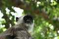 Indian grey languor Monkey in Tamil Nadu