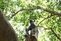 Indian grey languor Monkey in Tamil Nadu