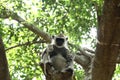 Indian grey languor Monkey in Tamil Nadu