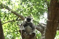 Indian grey languor Monkey in Tamil Nadu