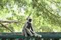 Indian grey languor Monkey in Tamil Nadu