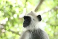 Indian grey languor Monkey in Tamil Nadu