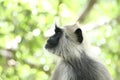 Indian grey languor Monkey in Tamil Nadu