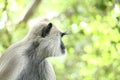 Indian grey languor Monkey in Tamil Nadu