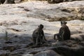 Indian grey languor Monkey in Tamil Nadu