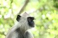 Indian grey languor Monkey in Tamil Nadu