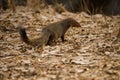 The Indian grey mongoose or common grey mongoose Herpestes edwardsi at Ranthambore Tiger Reserve, India Royalty Free Stock Photo