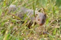 The Indian grey mongoose Royalty Free Stock Photo