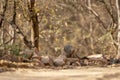 Indian grey mongoose or Herpestes edwardsii closeup or portrait on the rocks or stones with natural eye contact during wildlife Royalty Free Stock Photo