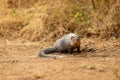 Indian grey mongoose or Herpestes edwardsii portrait with eye contact at ranthambore national park central india forest Royalty Free Stock Photo