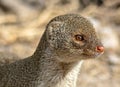 Indian grey mongoose in the wildlife areas of Pakistan