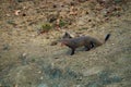 The Indian grey mongoose (Urva edwardsii) Royalty Free Stock Photo