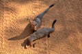 Indian Grey Mongoose in the Yala Nationalpark