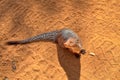 An Indian Grey Mongoose in the Yala Nationalpark