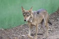 Indian Grey Wolf Walking with Close Eyes