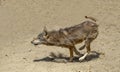 Indian grey wolf in wildlife