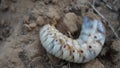 An Indian grub worm on the compost ground.