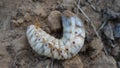 An Indian grub worm on the compost ground.