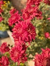 Indian Guldudi flower at Home Royalty Free Stock Photo